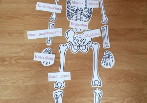 Krogulska Zosia-szkielet człowieka
